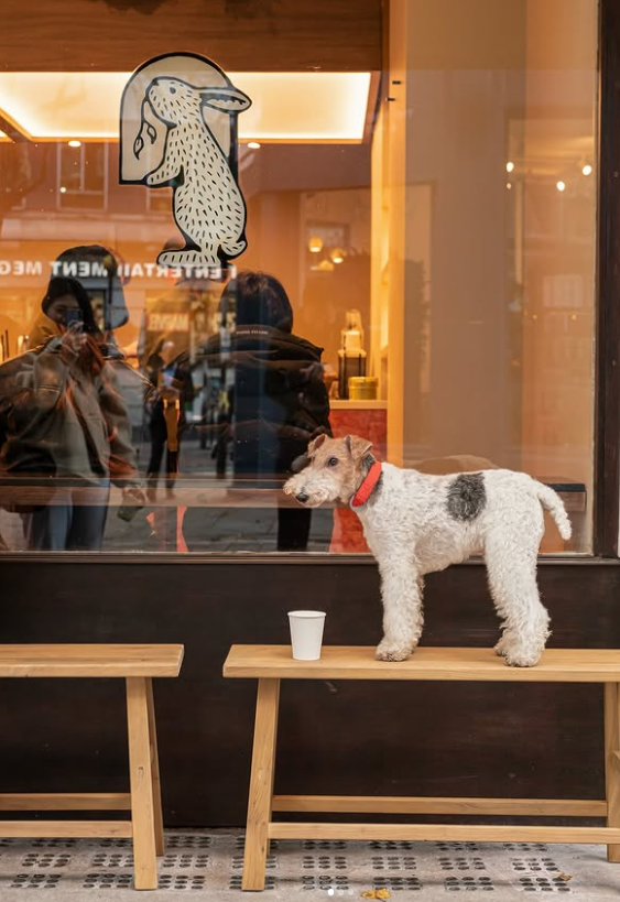 Tokkia rabbit - Seraina signs page