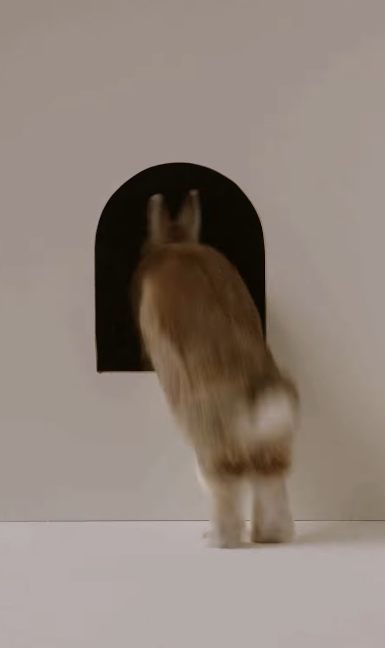 Tokkia rabbit - Seraina signs page